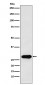 Anti-Securin Monoclonal Antibody